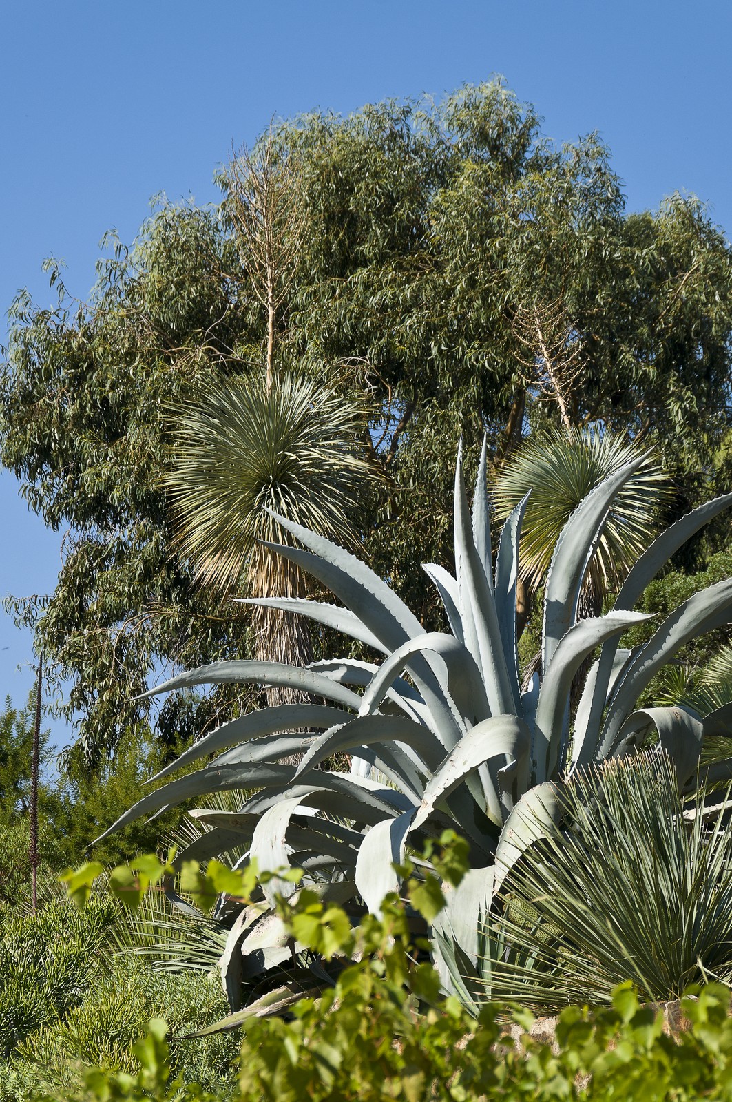 Agave
