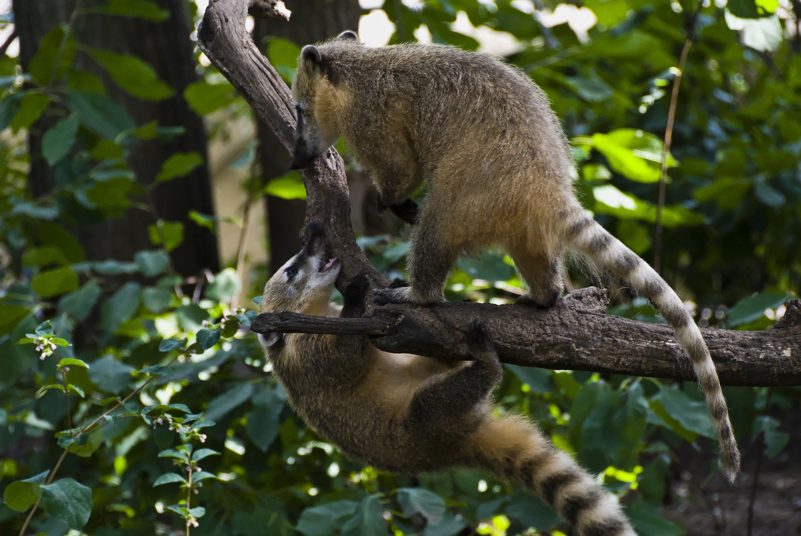 Genettes (?) ou civettes (?)