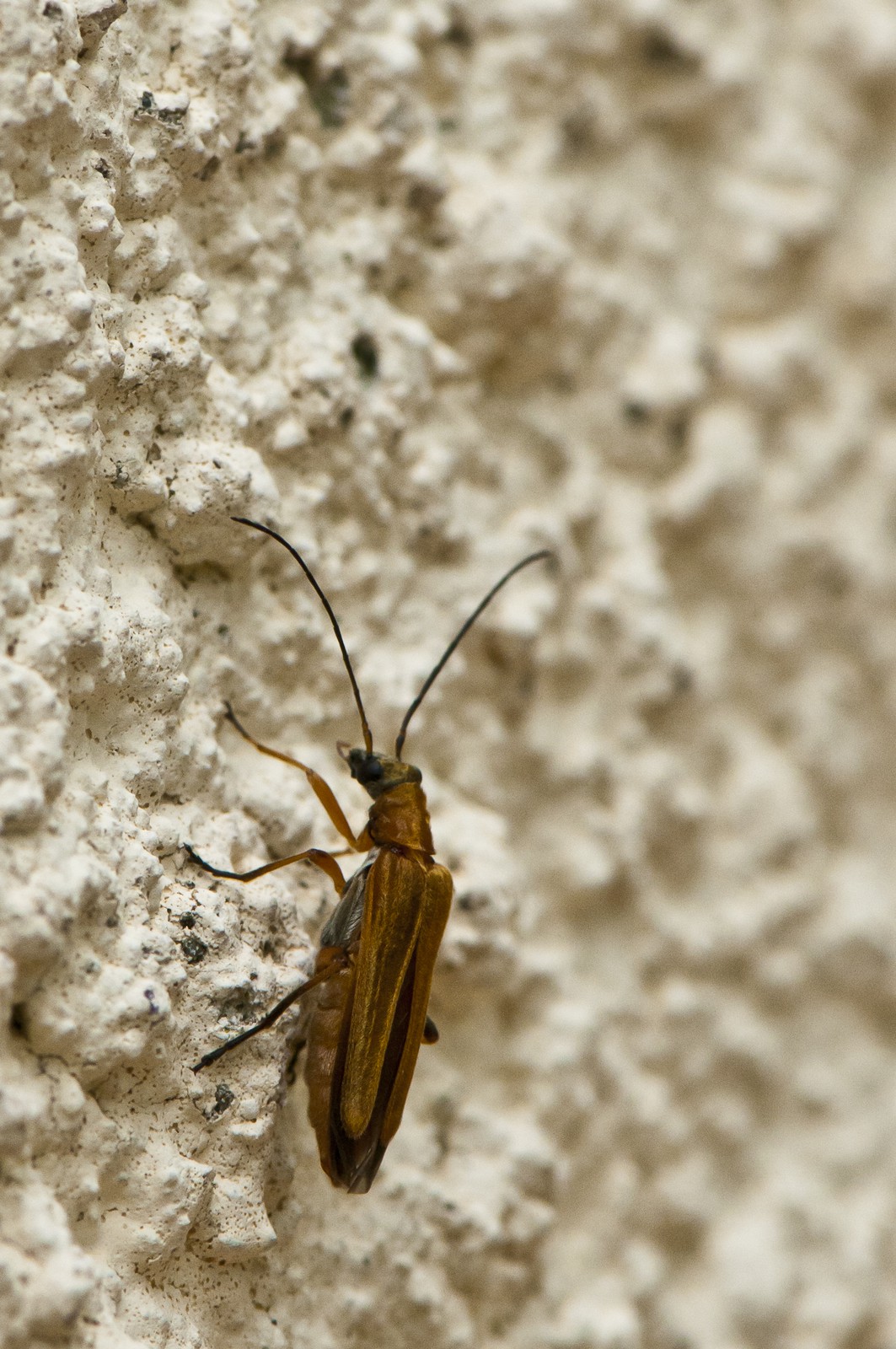 Oedemera
