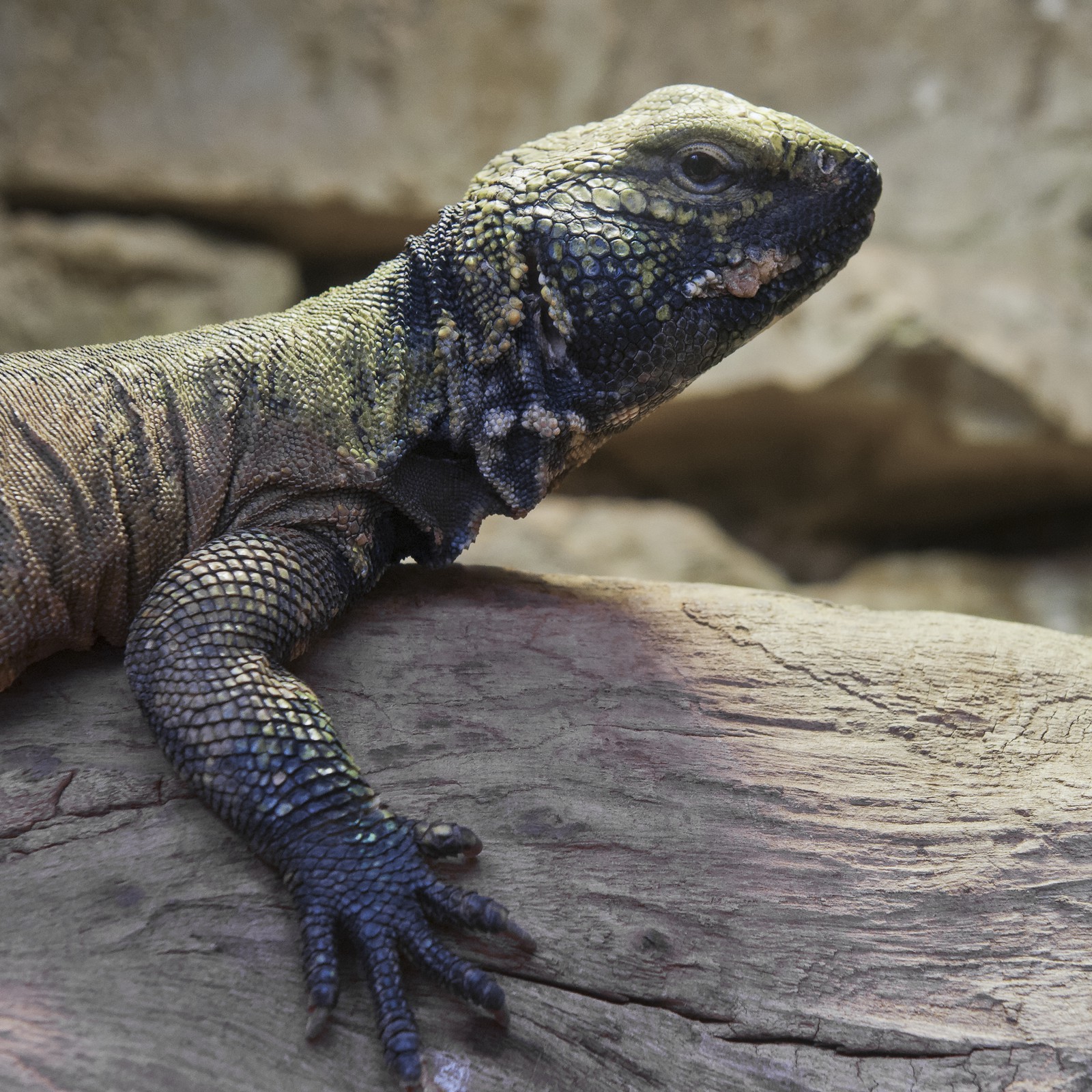 Lézard fouette-queue