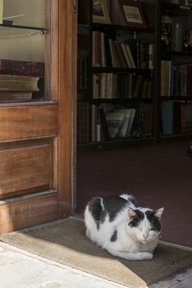 Le chat devant la librairie