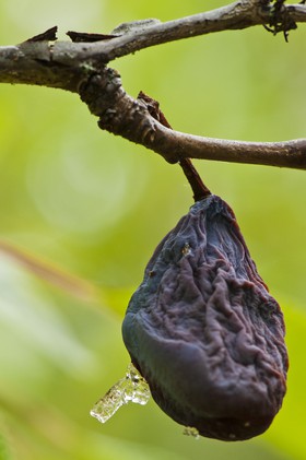 Prune sèchée