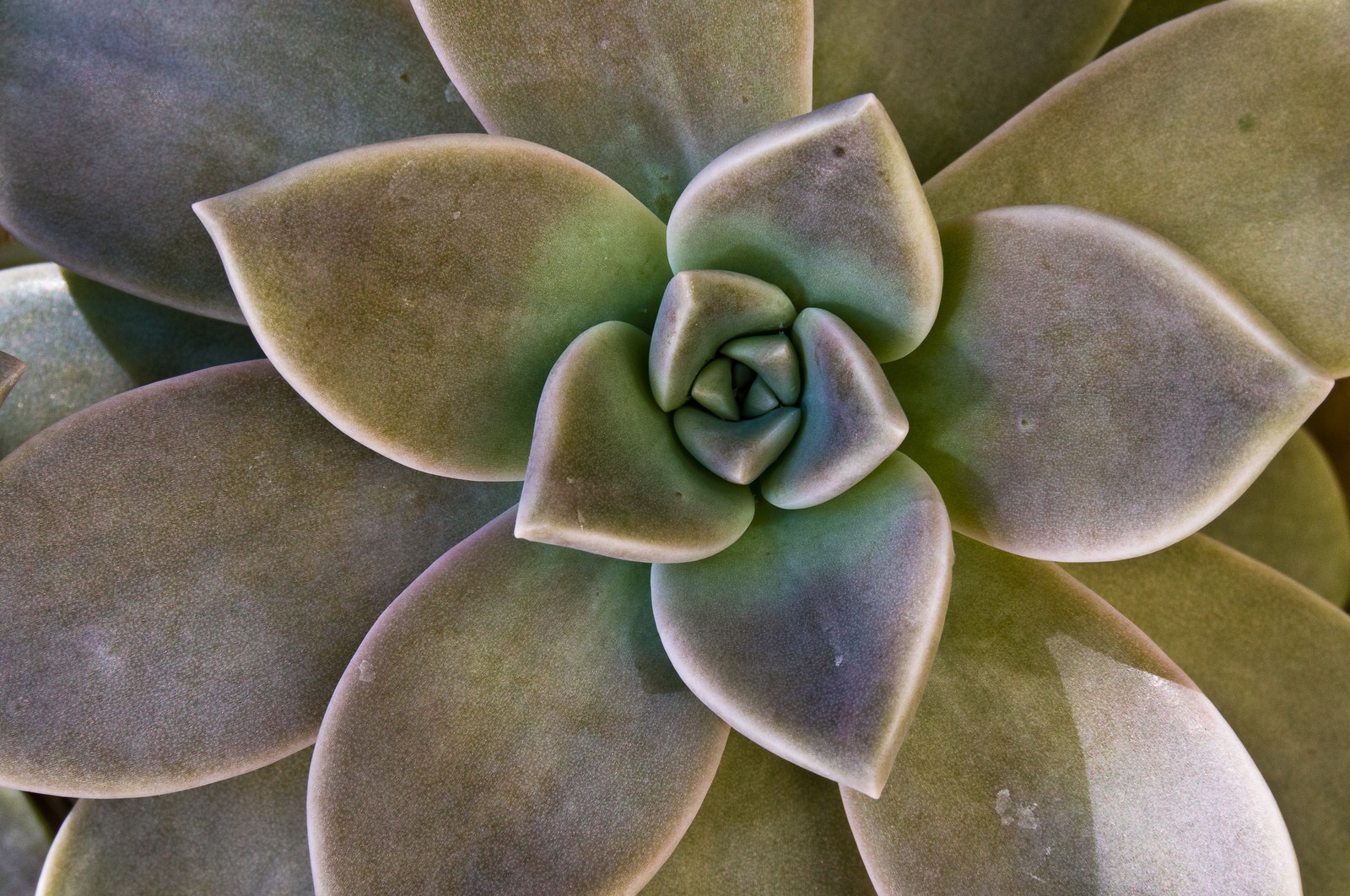Graptopetalum