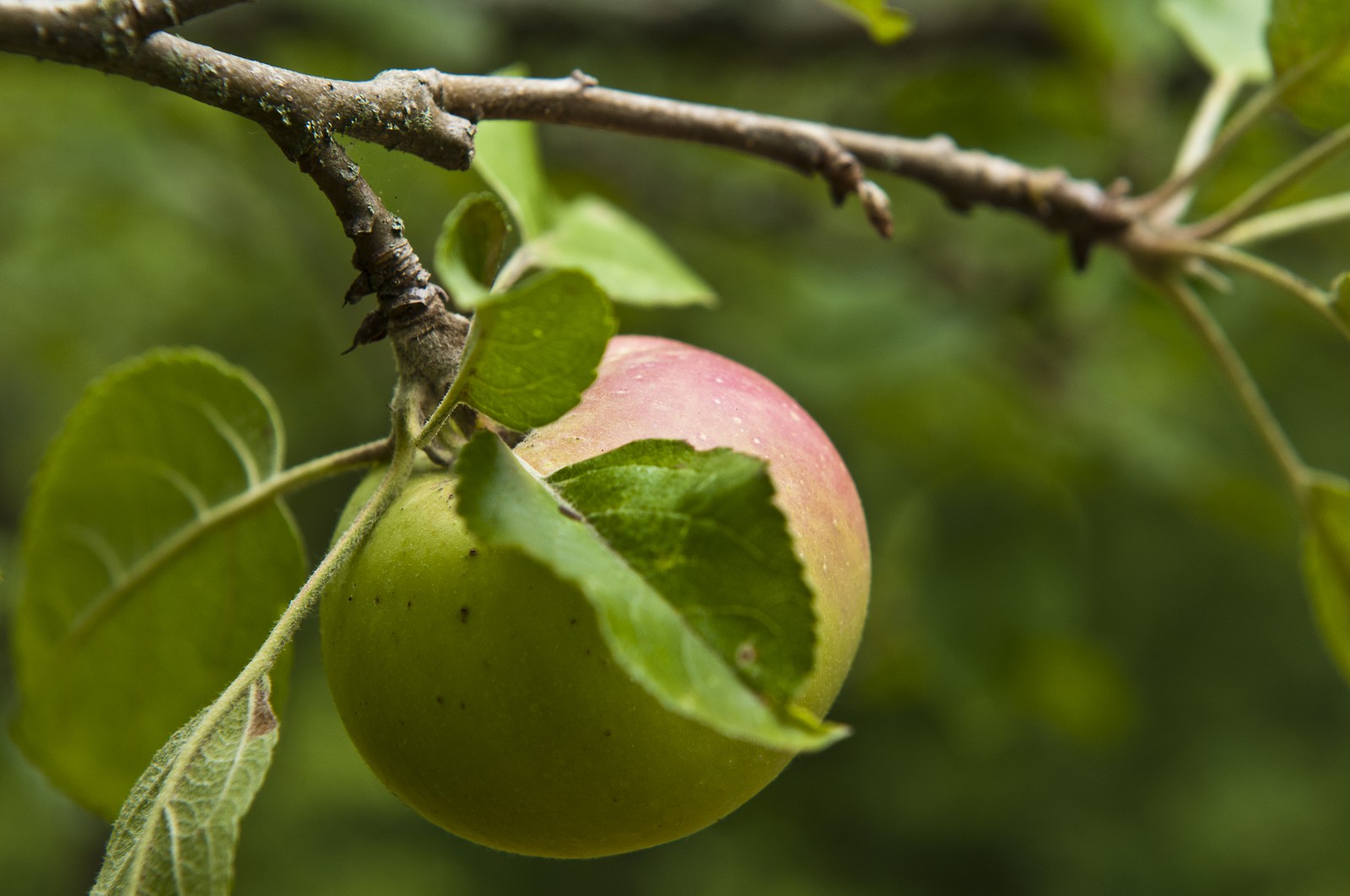 Pomme sur l'arbre