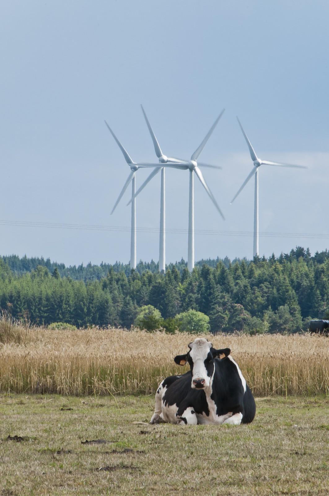 Vache et éoliennes