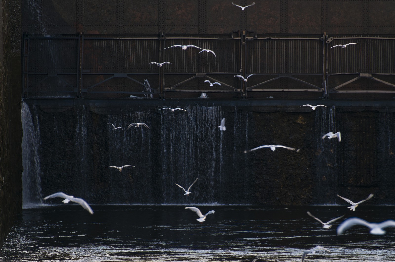 Mouettes dans l'écluse