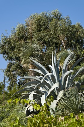 Agave