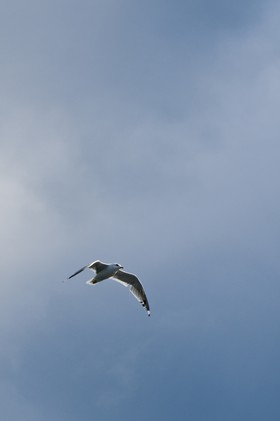 Mouette