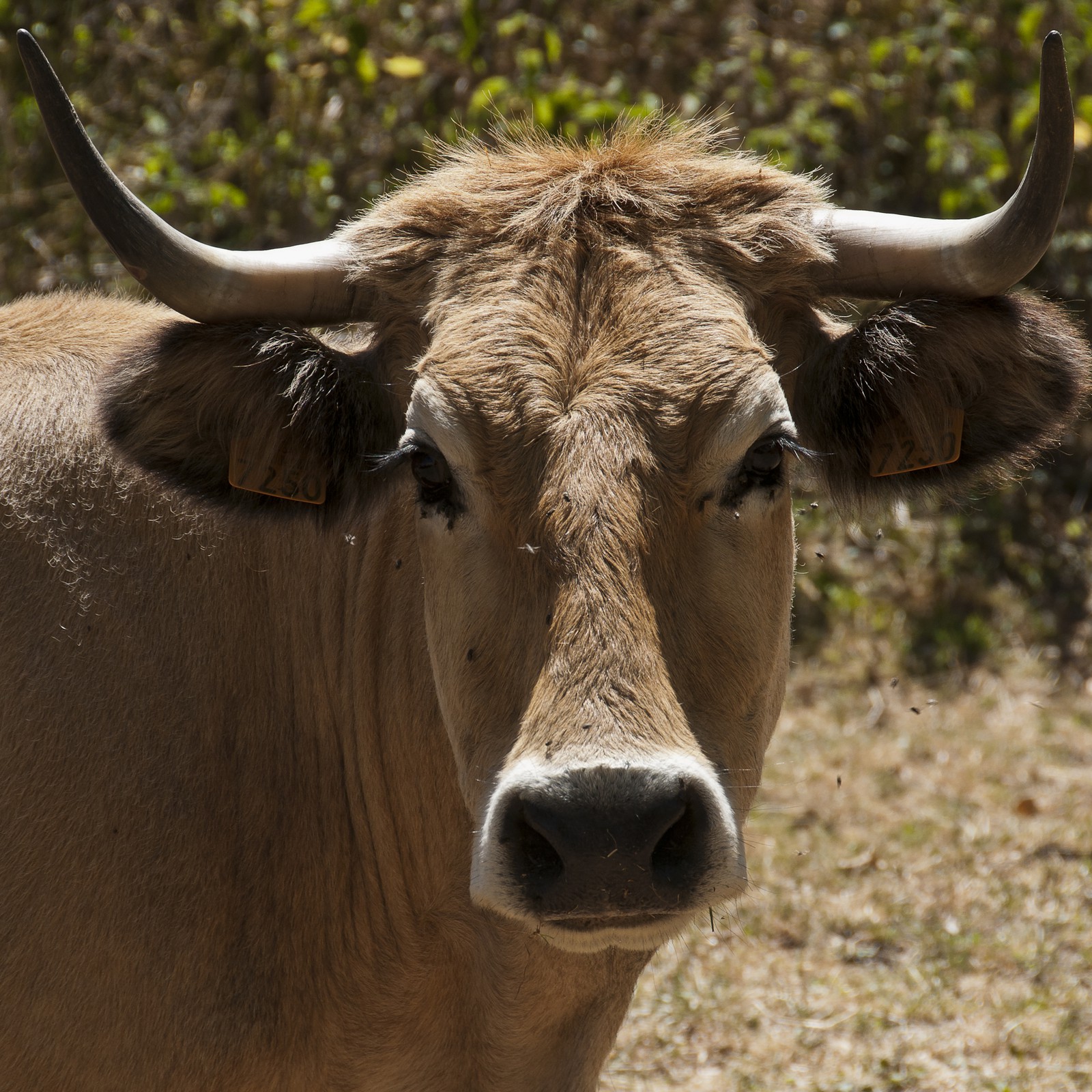 Vache "Aubrac"
