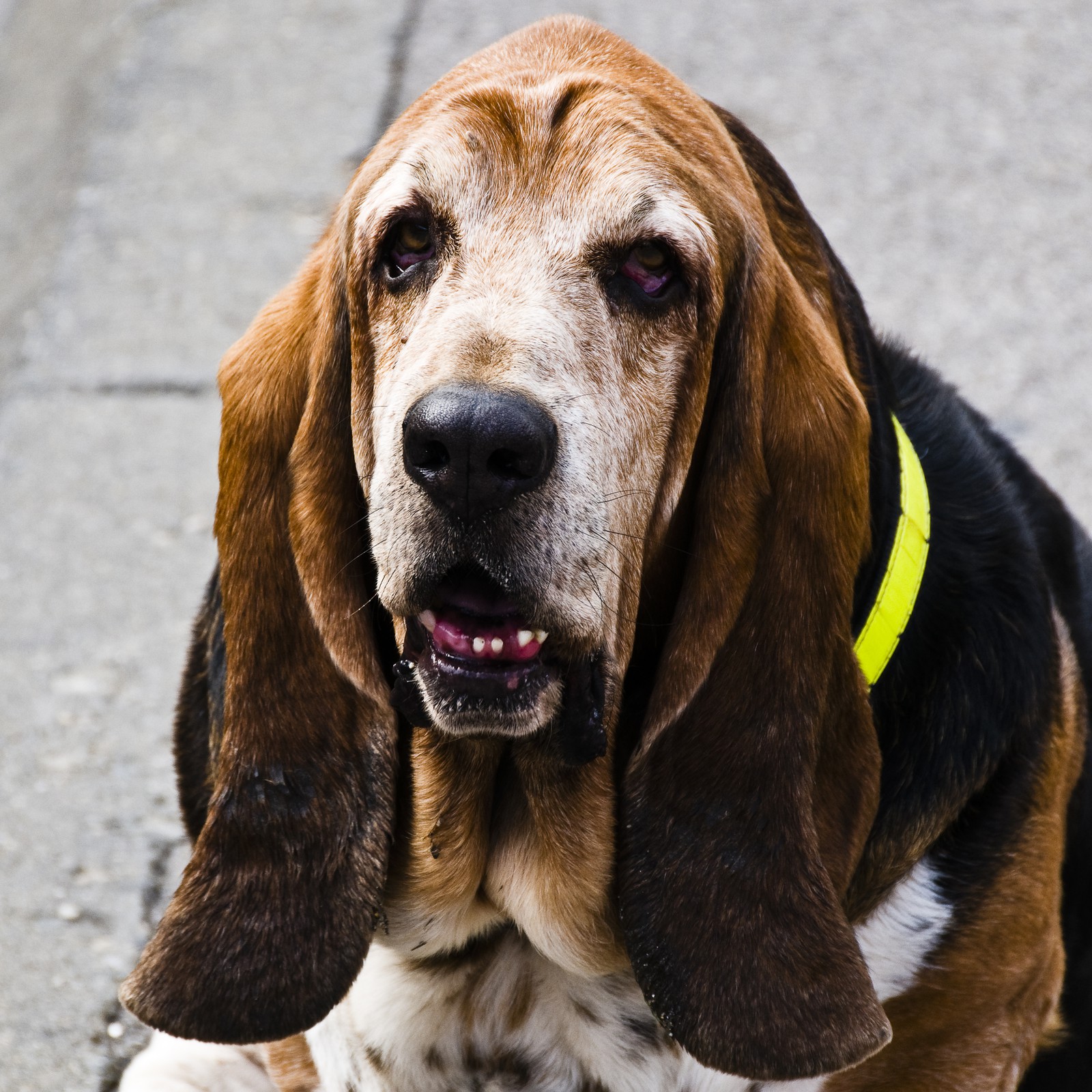 Basset hound