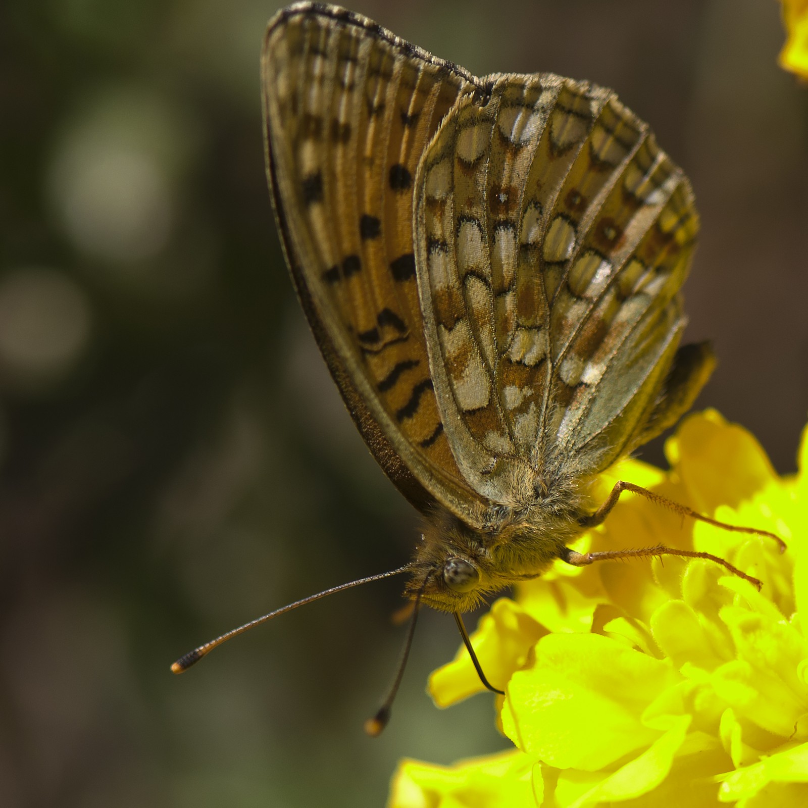 Chiffre (Argynnis Niobe)